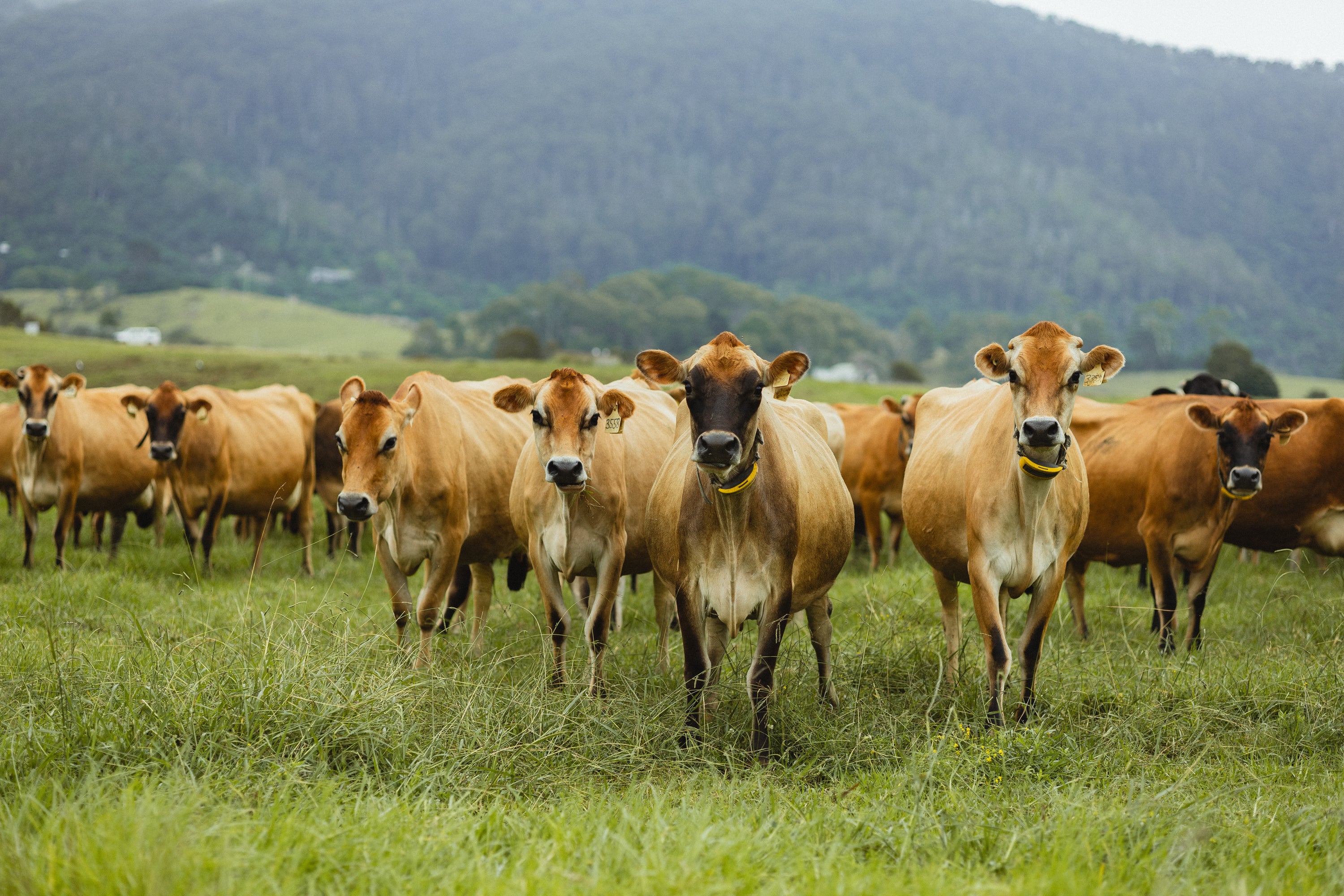 Farm – Tilba Dairy