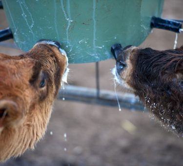 calves-feeding